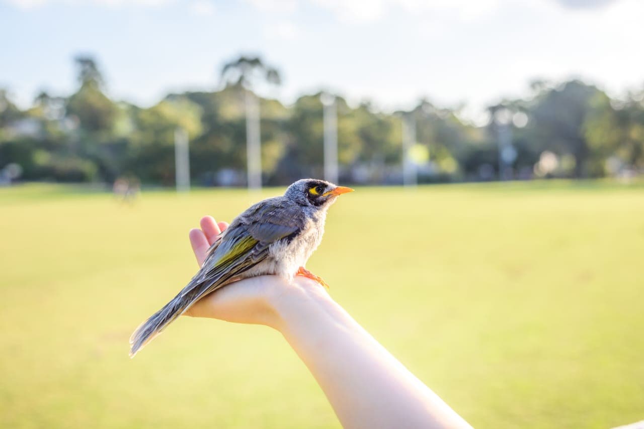 A Bird in the Hand is Worth Two in the Bush